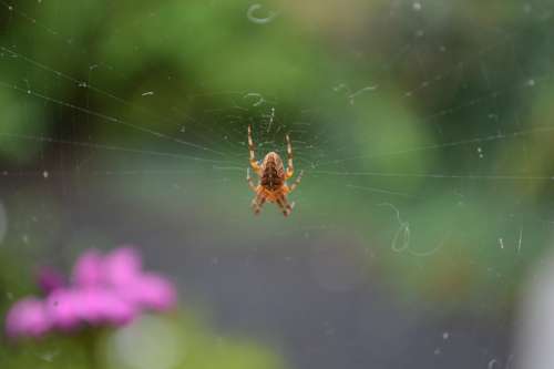 Garden Spider Spin Web Cobweb Rag Web Spiders