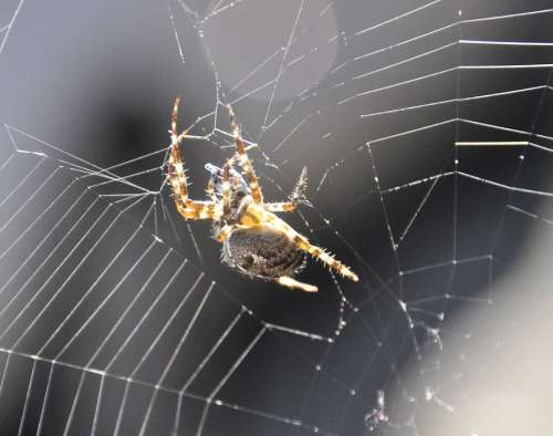 Garden Spider Spin Garden Spider Web