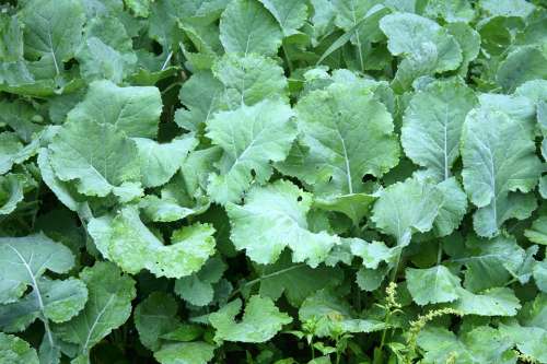Gardening Kale Leaves Green Garden Vegetable