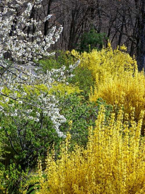 Gardens Spring Flowering Nature Contrast Yellow