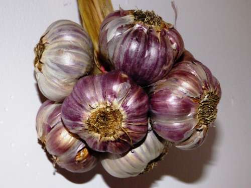 Garlic Kitchen Spice A Vegetable Główkowaty