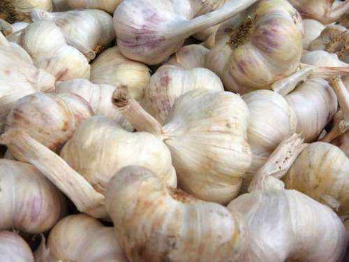 Garlic Aromatic Spice Food Fresh Gourmet Head