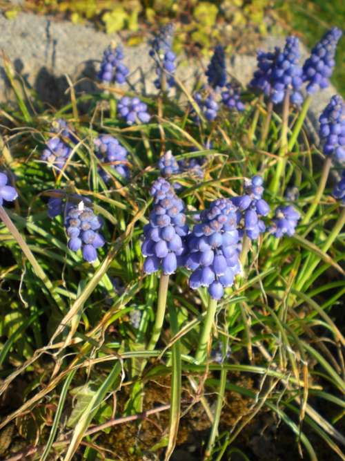 Garteblume Muscari Blue Flower Plant Blossom Bloom