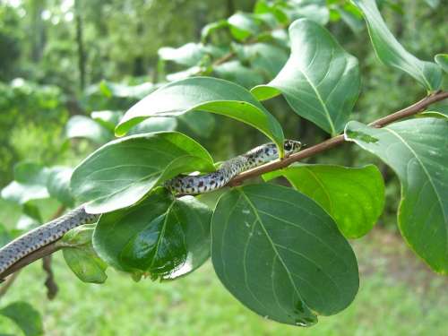 Garter Snake Snake Serpent Reptile Animal Wildlife