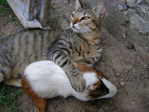 Gata Friendship Animals Pets Rodent