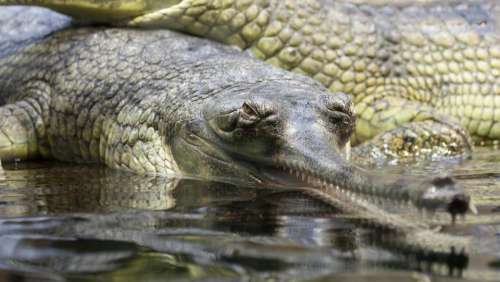 Gavial Gharial Alligator Animal Close-Up Crocodile