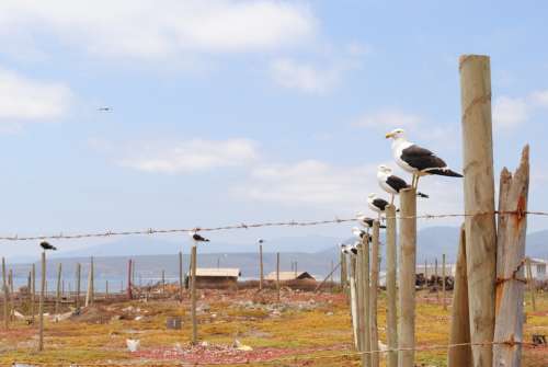 Gaviota Birds Seagull Animal Ocean Seagulls