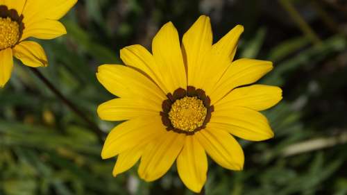 Gazania Splendens Flower Asteraceae Yellow