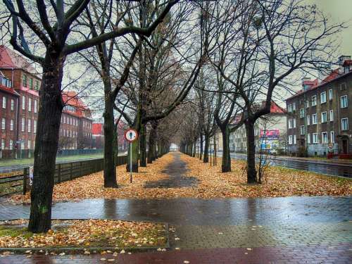 Gdansk Poland City Wet Damp Weather Rain Trees