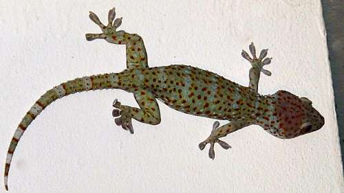 Gecko Tokay Gecko Gouni