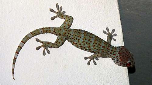 Gecko Tokhe Lizard