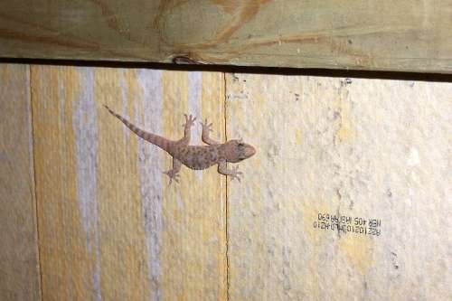 Gecko Salamander Reptile Cold Blooded Lizard
