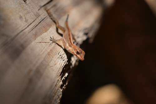 Gecko Lizard Reptile Nature Wildlife Red