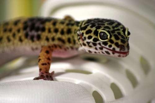 Gecko Lizard Leoperdgecko Nature Creature Reptile