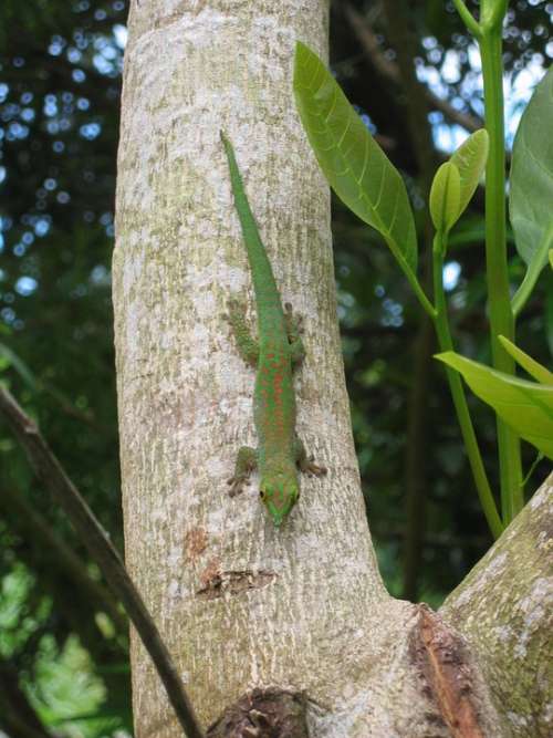 Gecko Green Gecko Lizard Seychelles Tree Climb
