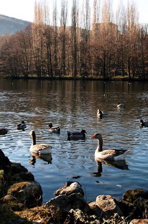 Geese Ducks Landscape Nature Pond Lake Birds Ave