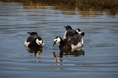 Geese Goose Bird Birds Animals Outdoors Water