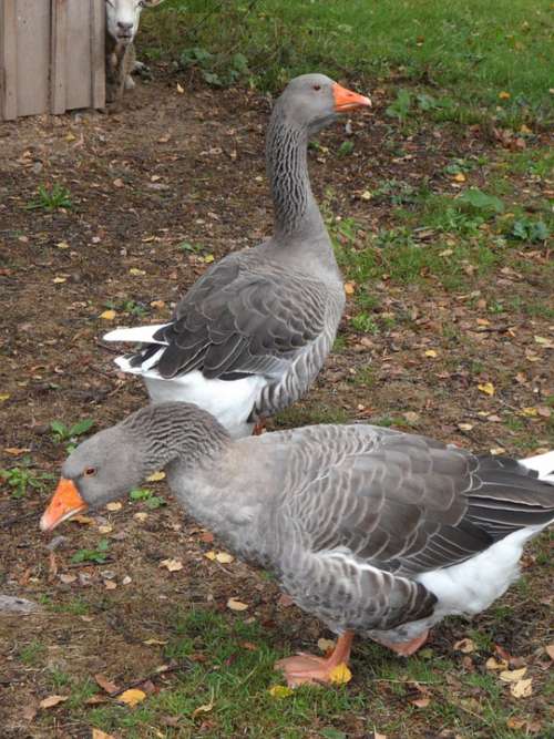 Geese Birds Goose Farm Vigilant