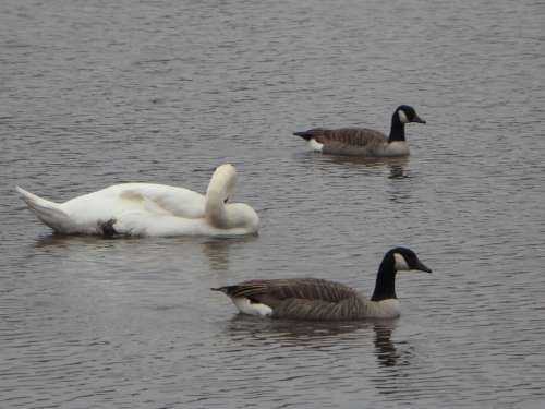 Geese Canada Geese Goose Canada Goose Swim Lake