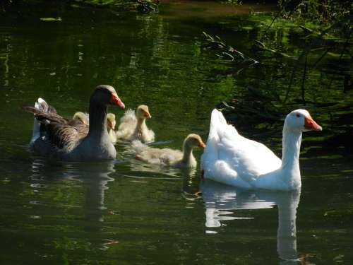 Geese Goose Family Water Swim Chicks Birds Bird