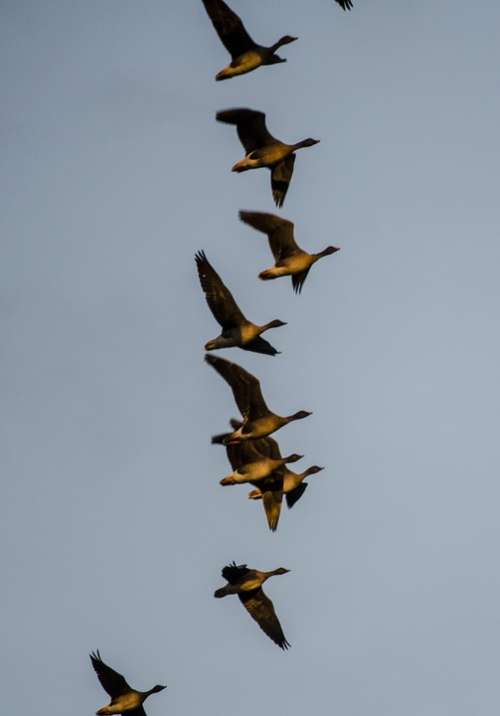 Geese Migratory Birds Flying