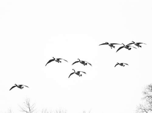 Geese Birds Birds Flying Waterfowl Bird Flight
