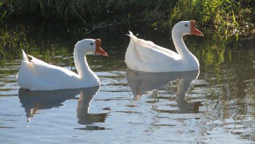 Geese Goose Pond White Waterfowl Nature Bird