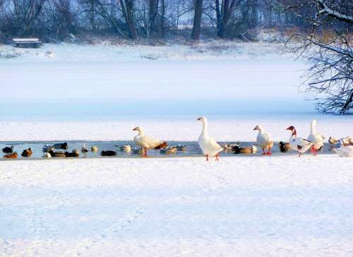 Geese Ducks Winter Snow Lake