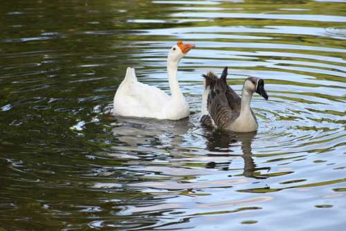 Geese Water Swimming