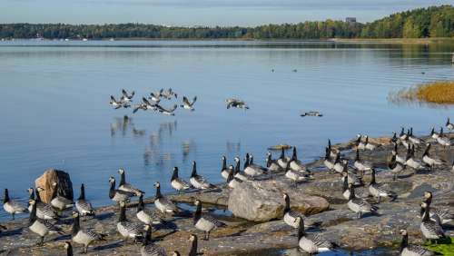 Geese Autumn Migration Water Calm Sun Blue