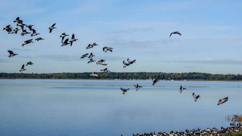 Geese Flying The Birds Sky Nature Waterfowl