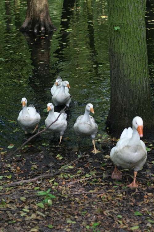 Geese Flock Nature Water Park Lake White Animal