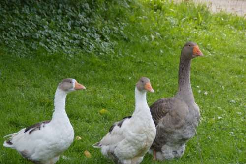 Geese Poultry Bird