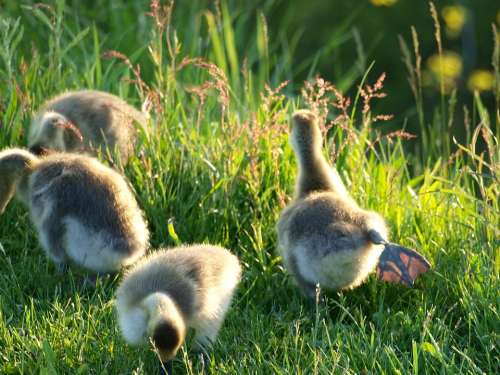 Geese Bird Young Nature Goose Gosling Baby