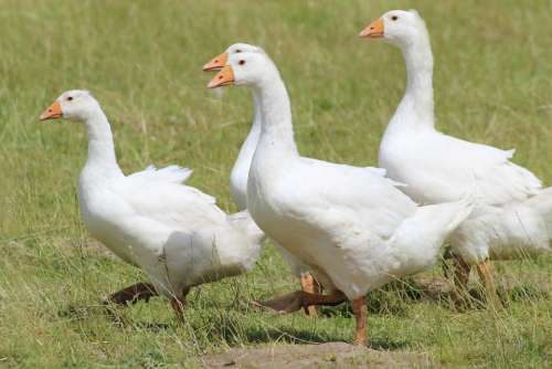 Geese Domestic Goose White Goose Pet Animal