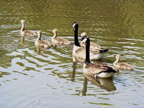 Geese Young Cute Spring Life Wildlife Gosling