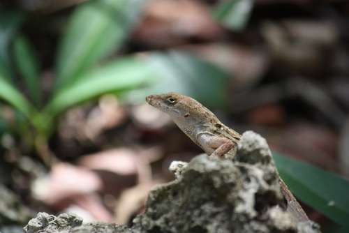 Gekko Florida Animal World Lizards Nature Langunen