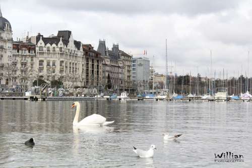 Geneva City Heron Cities Switzerland Swan Lake