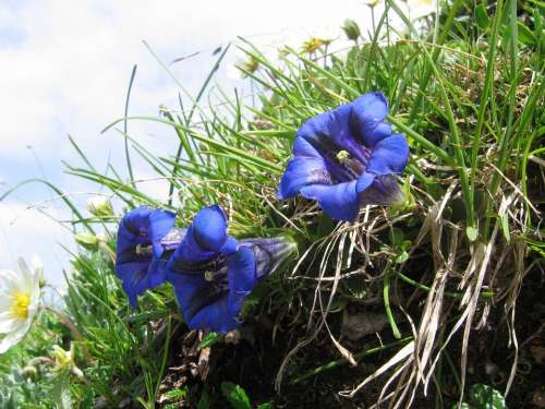 Gentian Alpine Flower Blue Flower Purple Violet
