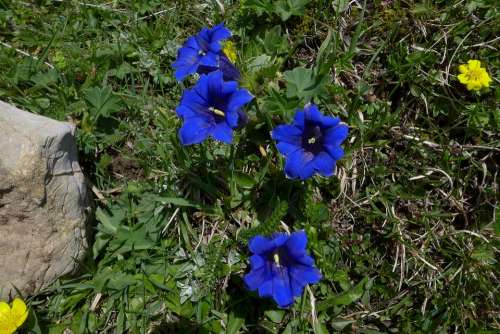 Gentian High Mountains Blue Yellow Flowers