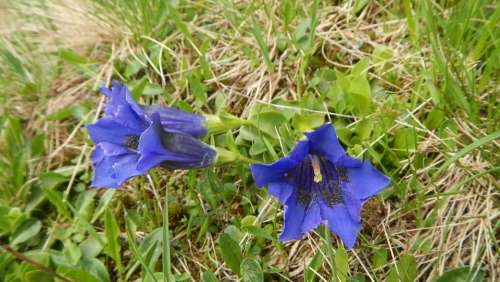 Gentian Flowers Nature Blue Grass Plant Blossom