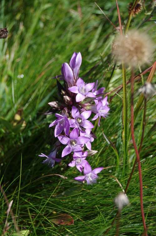 Gentian Violet Alpine Alpine Flower Gentian Plant