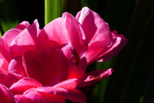 Geranium Pink Garden Flower Plant Close-Up Summer