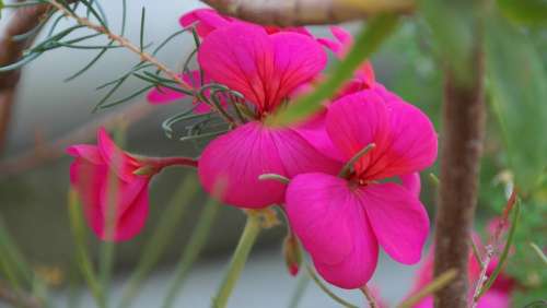 Geranium Pink Flower Blossom Bloom