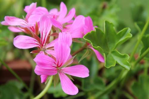 Geranium Blossom Bloom Pink Plant