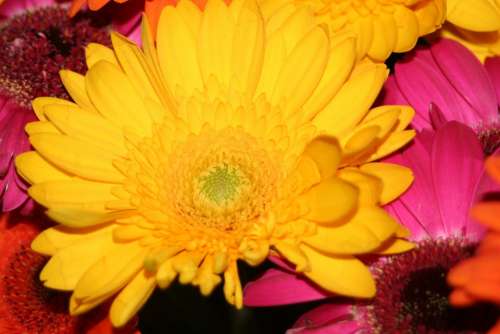 Gerbera Yellow Flower Summer Flower