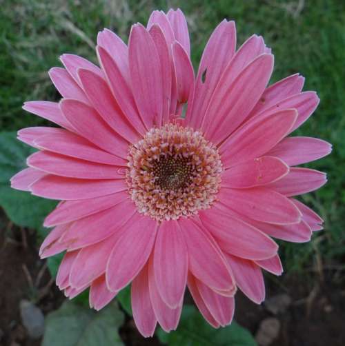 Gerbera Asteracea Flower Close-Up Macro India