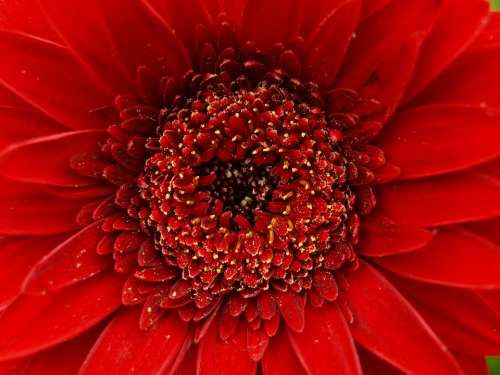 Gerbera Red Flower Blossom Bloom Macro