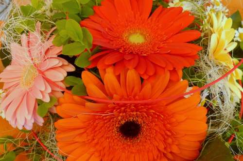 Gerbera Flowers Birthday Bouquet Bouquet Orange