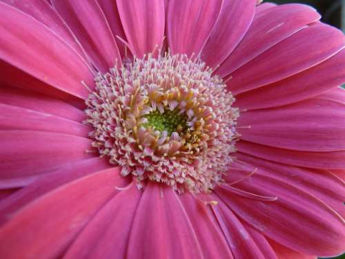 Gerbera Daisy Pink Flower